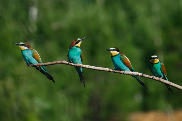 Vier Één Bij Eater Tak Een Zomerdag — Stockfoto