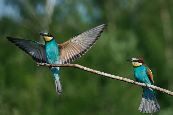 European Bee-eater llega a tierra en una rama con otro abejero — Foto de Stock