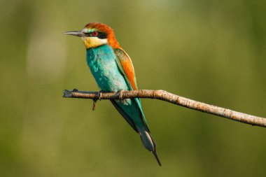 Bir Altın Arı yiyici, güneşli bir yaz gününde yeşil bir arka planda bir dalda oturur.