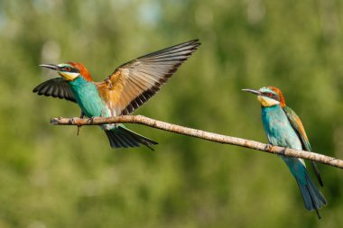 Avrupalı arı yiyici, bir yaz günü başka bir arı yiyiciyle bir dala konmaya gelir.