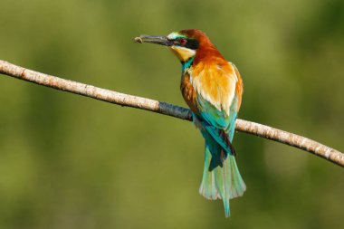 Bir Altın Arı yiyici, güneşli bir yaz gününde yeşil bir arka planda bir dalda oturur.