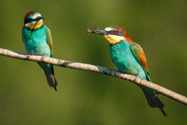 Güneşli bir yaz gününde, yeşil bir arka planda, bir dalda oturan iki altın arı yiyici.