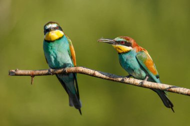 Güneşli bir yaz gününde, yeşil bir arka planda, bir dalda oturan iki altın arı yiyici.