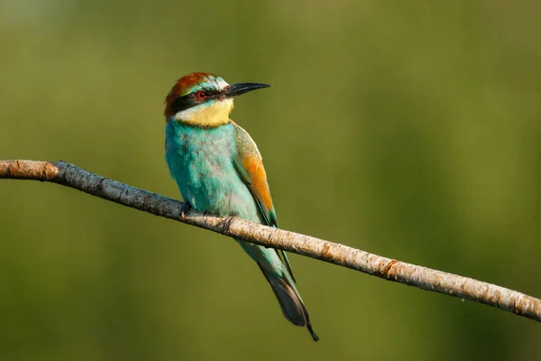 Una Abeja Dorada Sienta Una Rama Sobre Fondo Verde Día —  Fotos de Stock