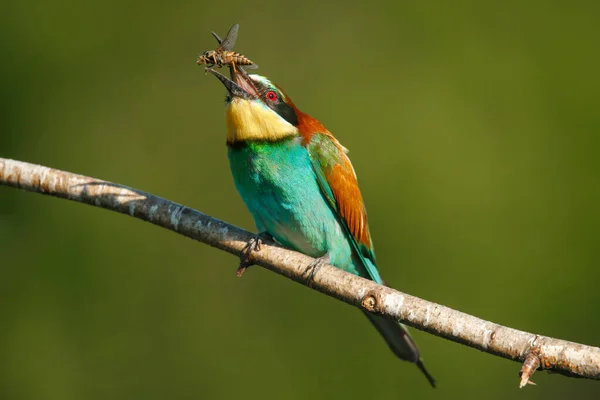 Ein Goldbienenfresser Sitzt Auf Einem Ast Mit Seiner Beute Auf — Stockfoto