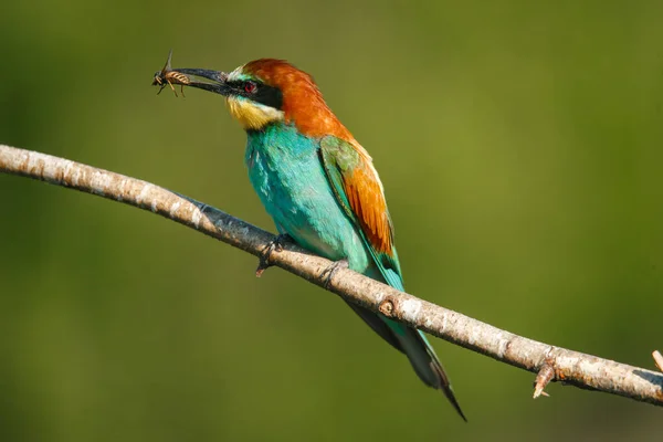 Golden Bee Ätare Sitter Gren Med Sitt Byte Grön Bakgrund — Stockfoto