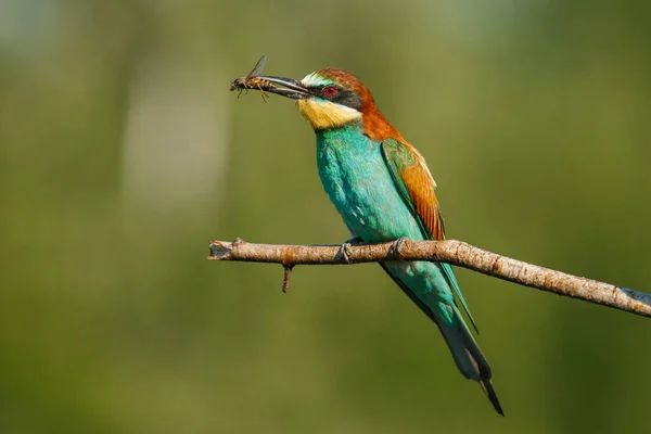 Golden Bee Ätare Sitter Gren Med Sitt Byte Grön Bakgrund — Stockfoto