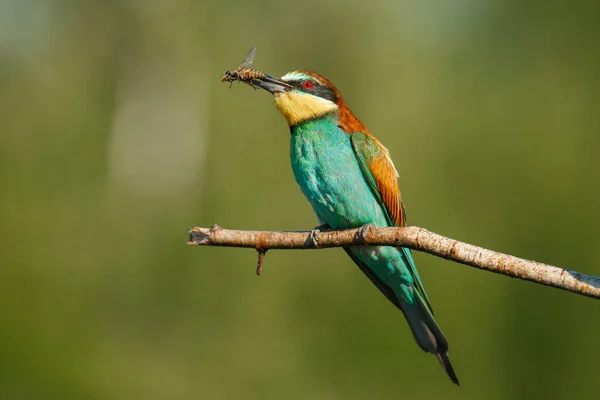 Golden Bee Ätare Sitter Gren Med Sitt Byte Grön Bakgrund — Stockfoto