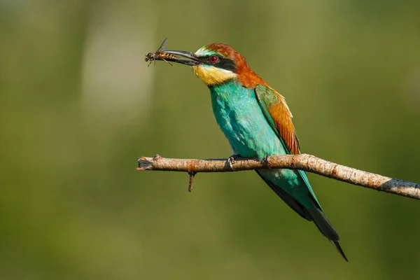 Golden Bee Ätare Sitter Gren Med Sitt Byte Grön Bakgrund — Stockfoto