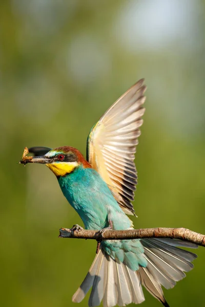 Den Europeiska Biätaren Landar Gren Solig Sommardag — Stockfoto