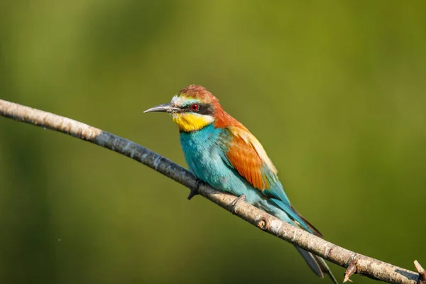 Gyllene Biätare Sitter Gren Grön Bakgrund Solig Sommardag — Stockfoto