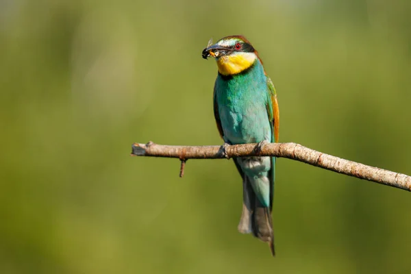 Gyllene Biätare Sitter Gren Grön Bakgrund Solig Sommardag — Stockfoto