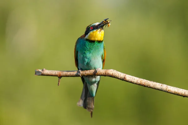 Gyllene Biätare Sitter Gren Grön Bakgrund Solig Sommardag — Stockfoto