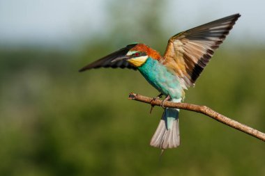 Avrupalı arı yiyici, merops apiaster. Kuş güzel bir dalda oturuyor. yaz günü