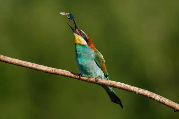 Europeiska Biätaren Merops Apiaster Eurasiens Färgrikaste Fågel Ögonblicket Man Äter — Stockfoto