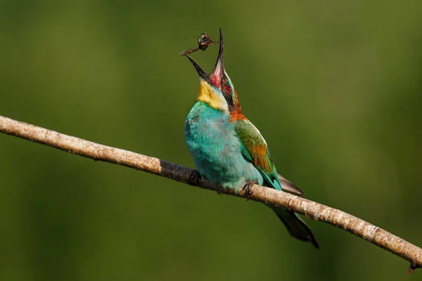 Apicultor Europeo Merops Apiaster Pájaro Más Colorido Eurasia Momento Comer — Foto de Stock