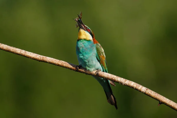 Europeiska Biätaren Merops Apiaster Eurasiens Färgrikaste Fågel Fågeln Fångade Sitt — Stockfoto