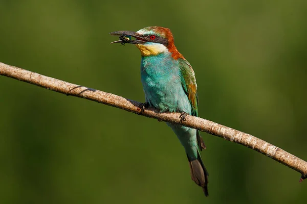 Apicultor Europeo Merops Apiaster Pájaro Está Sentado Una Hermosa Rama —  Fotos de Stock