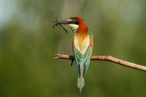 Apicultor Europeo Merops Apiaster Pájaro Más Colorido Eurasia Pájaro Atrapó —  Fotos de Stock
