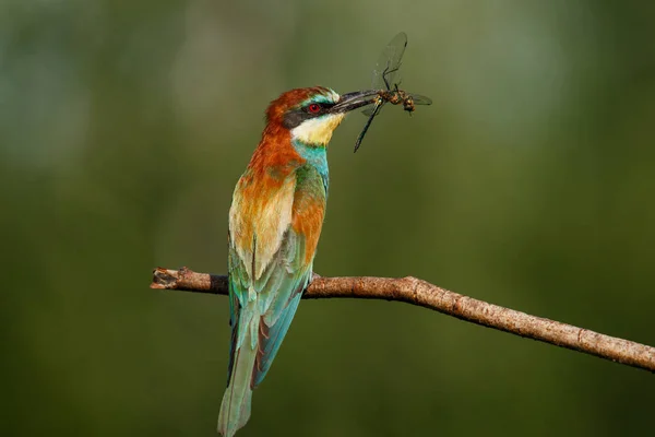 Bee Eater Merops Apiaster Pájaro Más Colorido Eurasia Pájaro Cogió —  Fotos de Stock
