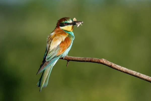 Europeiska Biätaren Merops Apiaster Eurasiens Färgrikaste Fågel Fågeln Fångade Sitt — Stockfoto