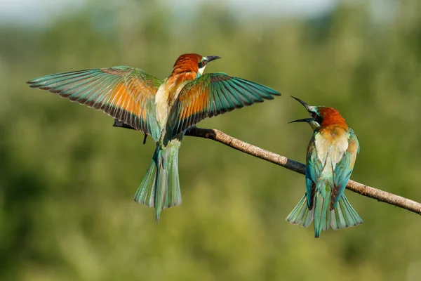 Abeja Europea Vital Merops Apiaster Aterrizaje Con Las Alas Abiertas — Foto de Stock