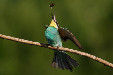 Avrupalı arı yiyici, Merops apiaster. Avrasya 'nın en renkli kuşu. Bir yaz günü av yeme anı