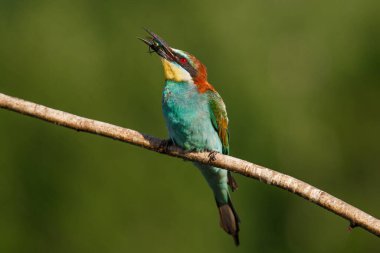 Avrupalı arı yiyici, Merops apiaster. Avrasya 'nın en renkli kuşu. Kuş avını yakaladı. yaz günü