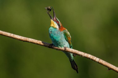 Avrupalı arı yiyici, Merops apiaster. Avrasya 'nın en renkli kuşu. Bir yaz günü av yeme anı
