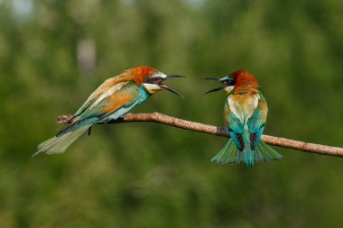 Hayati avrupalı arı yiyici, merops meriaster, yaz doğasında kanatları açık bir şekilde yere iniyor. Üreme mevsiminde uçuşan canlı tüylü ve bulanık arka planlı enerjik bir kuş.