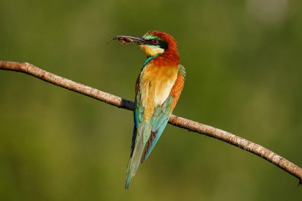 Der Europäische Bienenfresser Merops Apiaster Der Bunteste Vogel Eurasiens Der — Stockfoto