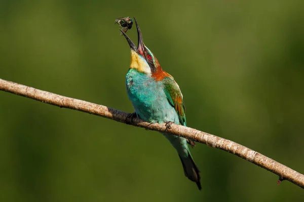 Europeiska Biätaren Merops Apiaster Eurasiens Färgrikaste Fågel Ögonblicket Man Äter — Stockfoto