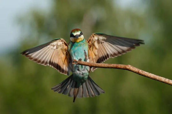 重要なヨーロッパの養蜂家 Merops Apapaster 夏の自然界で広く開かれた翼を持つ着陸 繁殖期に飛行中の鮮やかな羽を持つ精力的な鳥は背景がぼやけている — ストック写真