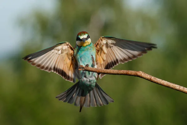 Vitala Europeiska Biätare Merops Apiaster Landning Med Vingar Vidöppna Sommar — Stockfoto