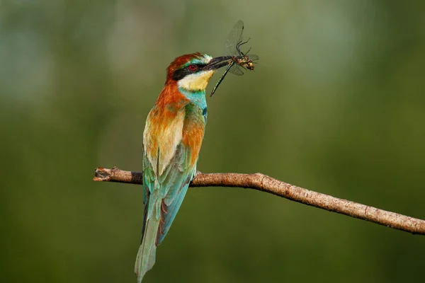 Biätare Merops Biskop Eurasiens Färgrikaste Fågel Fågel Fångade Trollslända Sommardag — Stockfoto