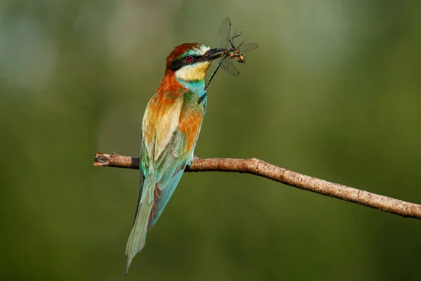 Biätare Merops Biskop Eurasiens Färgrikaste Fågel Fågel Fångade Trollslända Sommardag — Stockfoto