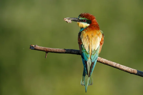 Europeiska Biätaren Merops Apiaster Eurasiens Färgrikaste Fågel Fågeln Fångade Sitt — Stockfoto