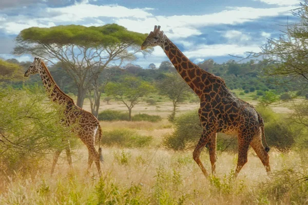 Giraffes in the Morning