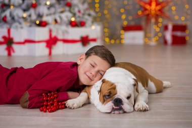 Noel tatili. yakışıklı çocuk çevresinde ağaç bol presents yeni yıl için onun arkadaş İngilizce bulldog yakın ile yaşam süresi zevk. Sihirli Noel