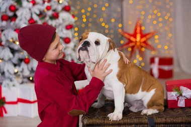 Noel tatili. yakışıklı çocuk çevresinde ağaç bol presents yeni yıl için onun arkadaş İngilizce bulldog yakın ile yaşam süresi zevk. Sihirli Noel