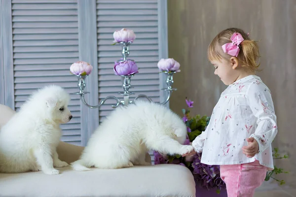 Chica Con Cachorro Perro Samed Disfrutar Tiempo Juntos Posando Estudio — Foto de Stock