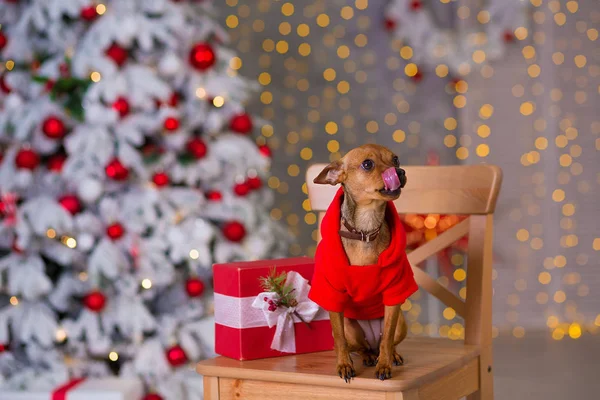 Frohes Neues Jahr Weihnachten Welpe Hund Feiertage Und Feiern Streicheln — Stockfoto