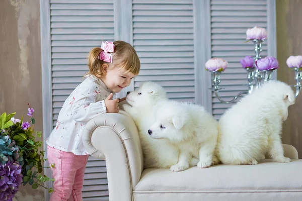 Chica Con Cachorro Perro Samed Disfrutar Tiempo Juntos Posando Estudio — Foto de Stock