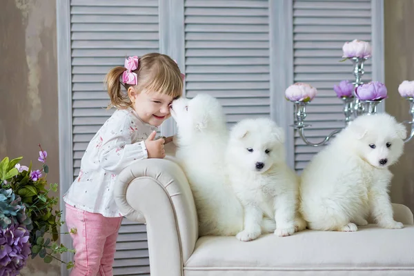 Chica Con Cachorro Perro Samed Disfrutar Tiempo Juntos Posando Estudio — Foto de Stock