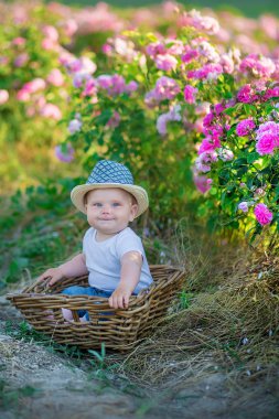 Sevimli sarışın çocuk oğlan sepet pembe gül alanında ayakta çiçek içinde oturuyor. Şık elbise ve şapka giymiş, yaz saati gün zevk .