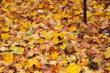 Halı Sonbaharın sarı yaprakları