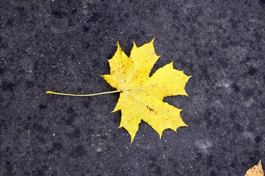 Sarı akçaağaç yaprağı asfalt üzerinde