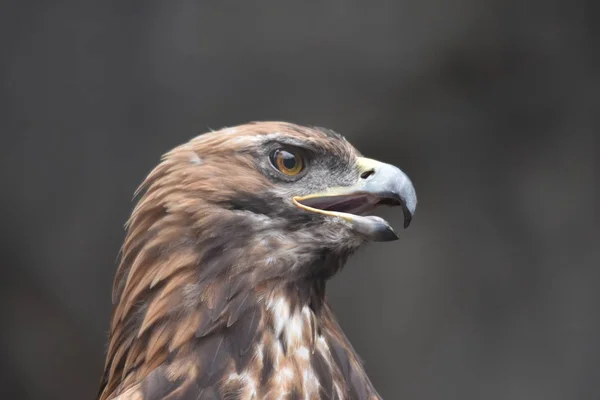 Adler Auf Beutesuche — Stockfoto