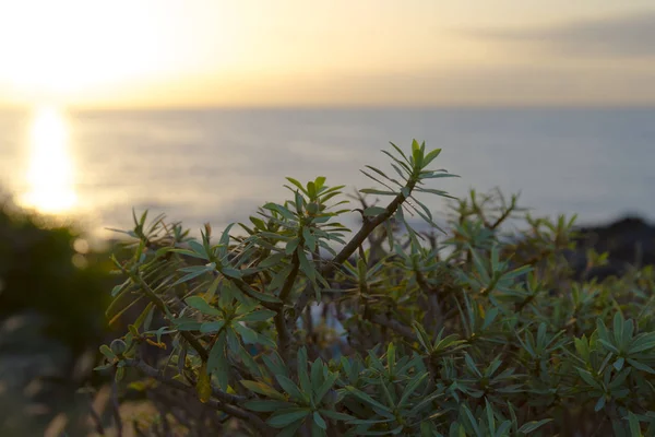 Pflanzen Und Blumen Bei Sonnenuntergang — Stockfoto