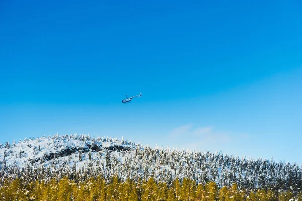 Blue helicopter flying among mountains, with snow covered evergreen fir trees, over blue sky